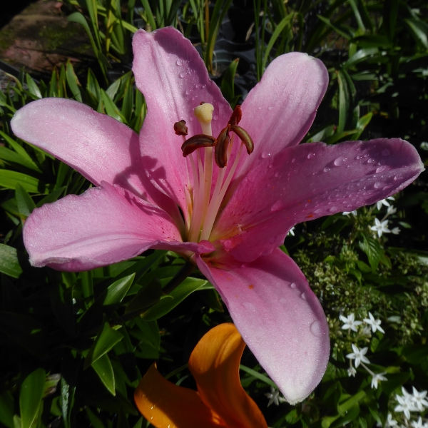 American Tradition LA Hybrid Lily