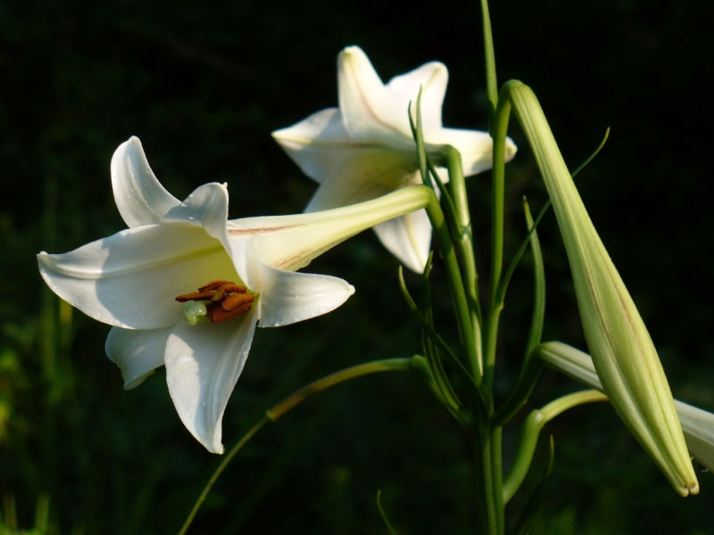 Formosa Lily, Phillipine Lily, Taiwan Mountain Lily