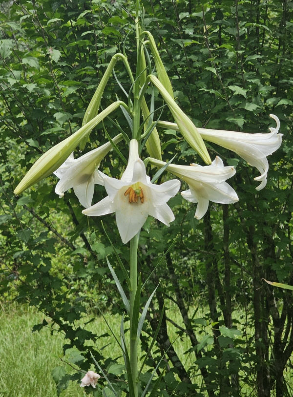 Formosa Lily, Phillipine Lily, Taiwan Mountain Lily