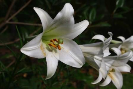 Formosa Lily, Phillipine Lily, Taiwan Mountain Lily