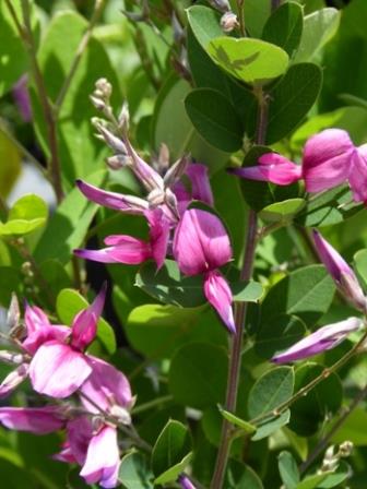 100 Lespedeza Thunbergii Louisiana Flowers Bush Seeds Beautiful Fragrant Plants 