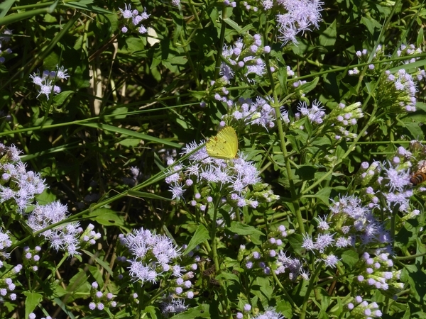 Crucita, Jack in the Bush, Fragrant Mist Flower, Blue Mist Flower