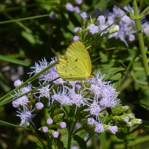 Crucita, Jack in the Bush, Fragrant Mist Flower, Blue Mist Flower