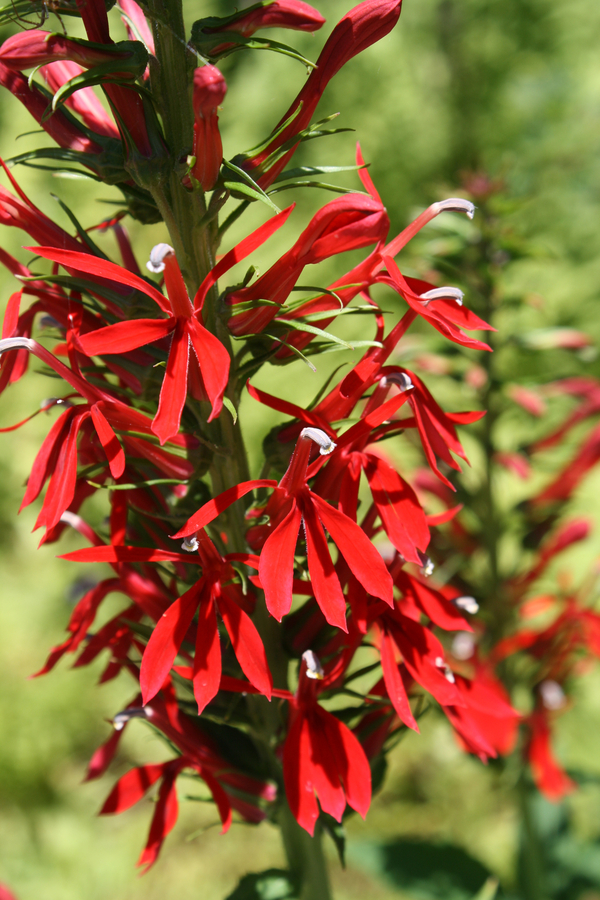 Cardinal Flower, Red Cardinal Flower
