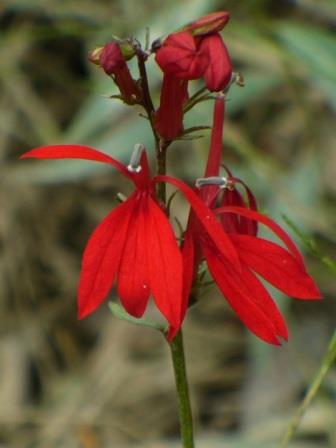 Cardinal Flower, Red Cardinal Flower