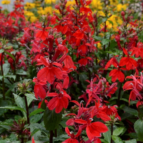 STARSHIP Scarlet Lobelia - Red Flowers or Flower Parts - Almost Eden