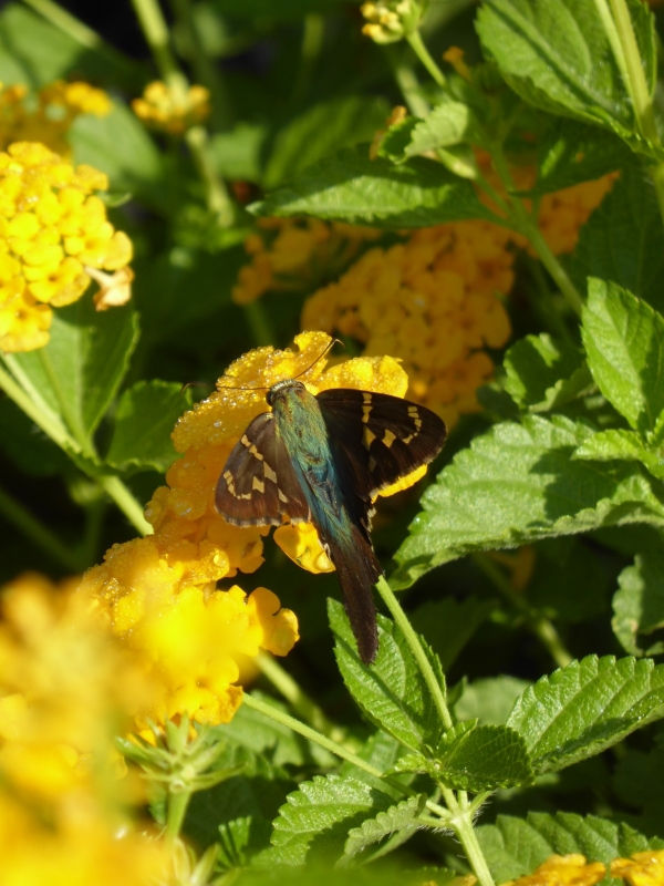 Chapel Hill Gold Lantana