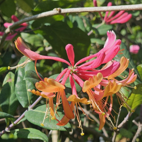Gold Flame Honeysuckle