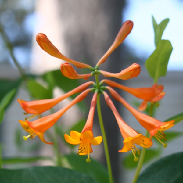 Magnifica Coral Honeysuckle, Trumpet Honeysuckle, Woodbine