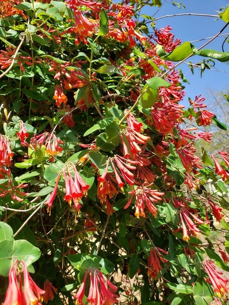 Dan's Everblooming Coral Honeysuckle, Trumpet Honeysuckle, Woodbine