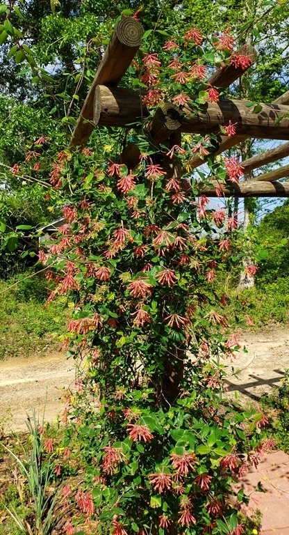 Louisiana Red Coral Honeysuckle, Trumpet Honeysuckle, Woodbine