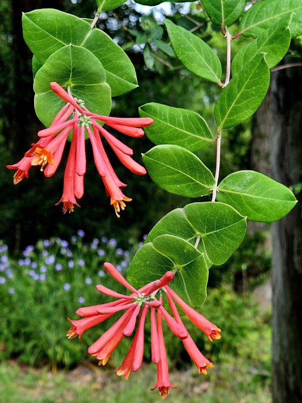 Louisiana Red Coral Honeysuckle, Trumpet Honeysuckle, Woodbine