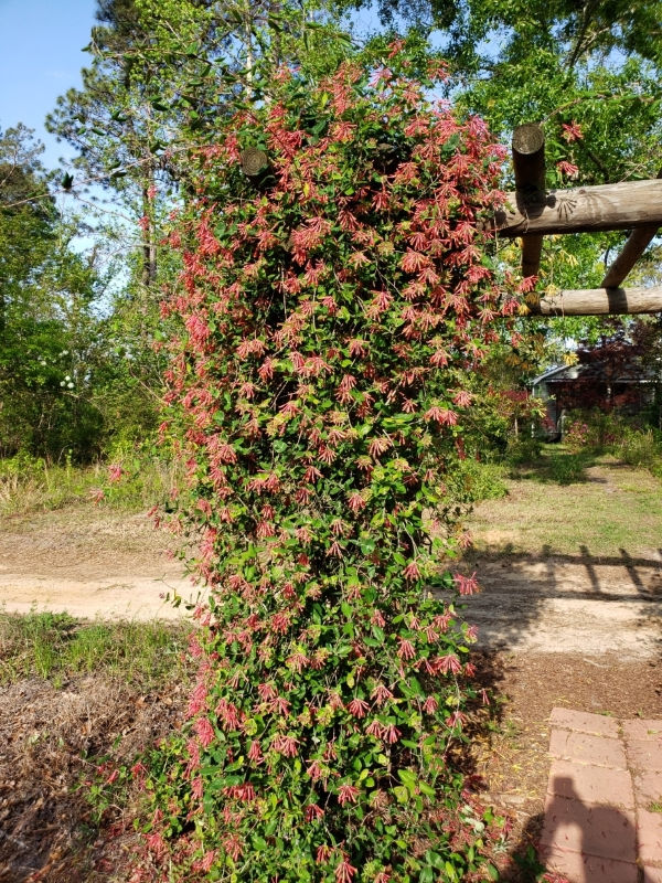 Louisiana Red Coral Honeysuckle, Trumpet Honeysuckle, Woodbine