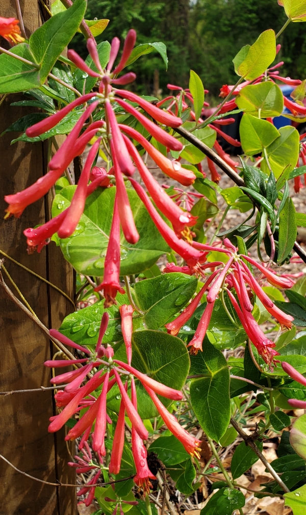 Louisiana Red Coral Honeysuckle, Trumpet Honeysuckle, Woodbine