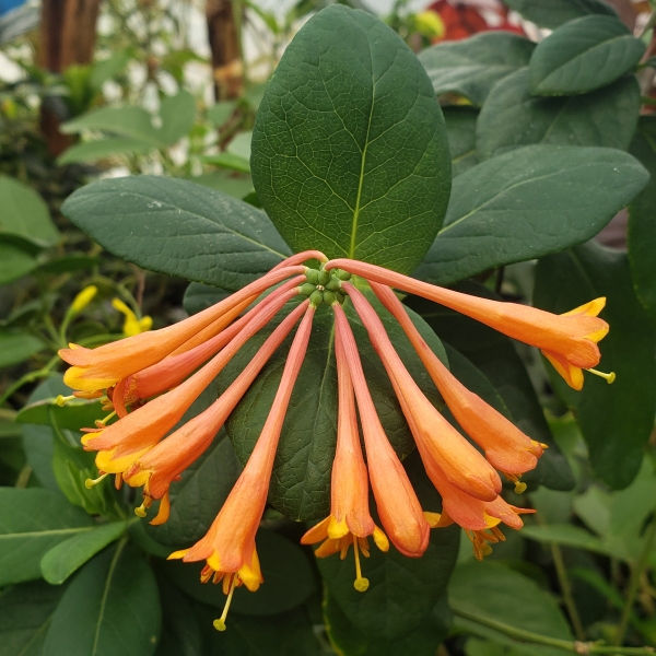 Magnifica Coral Honeysuckle, Trumpet Honeysuckle, Woodbine