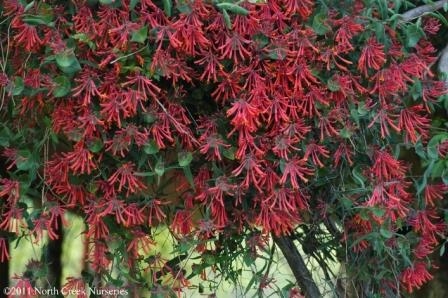 Major Wheeler Coral Honeysuckle, Trumpet Honeysuckle, Woodbine