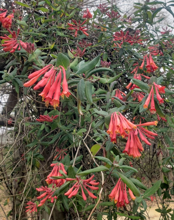 Dan's Everblooming Coral Honeysuckle, Trumpet Honeysuckle, Woodbine
