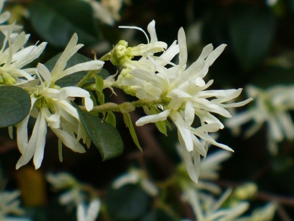Green Giant Loropetalum, Chinese Witch Hazel