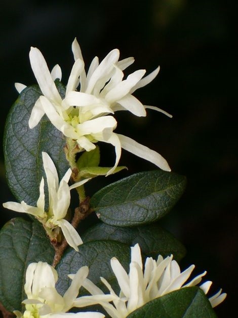 Green Giant Loropetalum, Chinese Witch Hazel