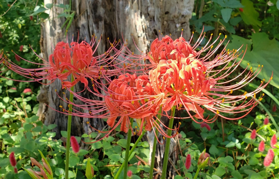 Red Spider Lily, Hurricane Lily, Naked Lily, Surprise Lily, Red Lycoris, Naked Ladies, Equinox Flower