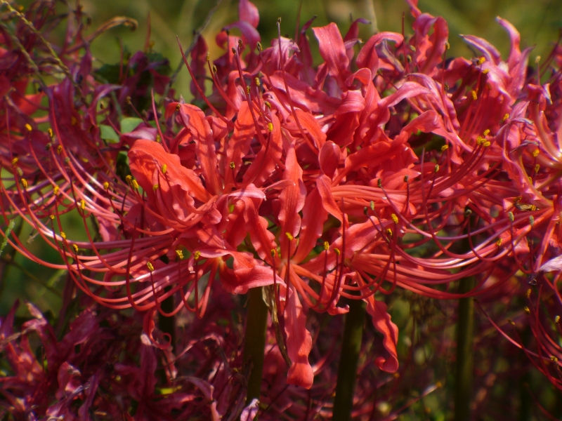 Red Spider Lily, Hurricane Lily, Naked Lily, Surprise Lily, Red Lycoris, Naked Ladies, Equinox Flower