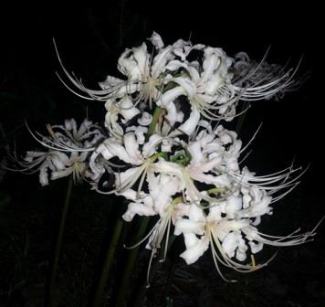 White Spider Lily, White September, White Hurricane Lily, White Surprise Lily