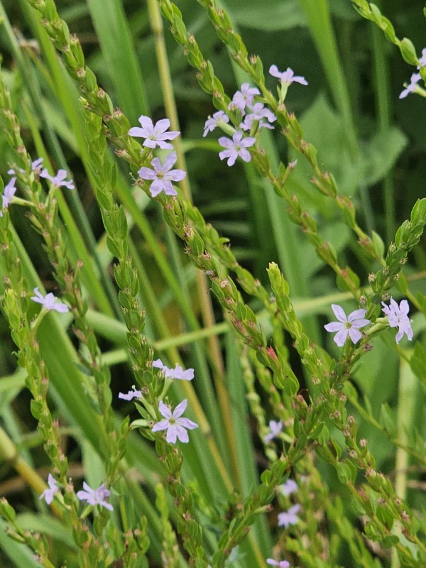 Winged Lythrum, Winged Loosestrife