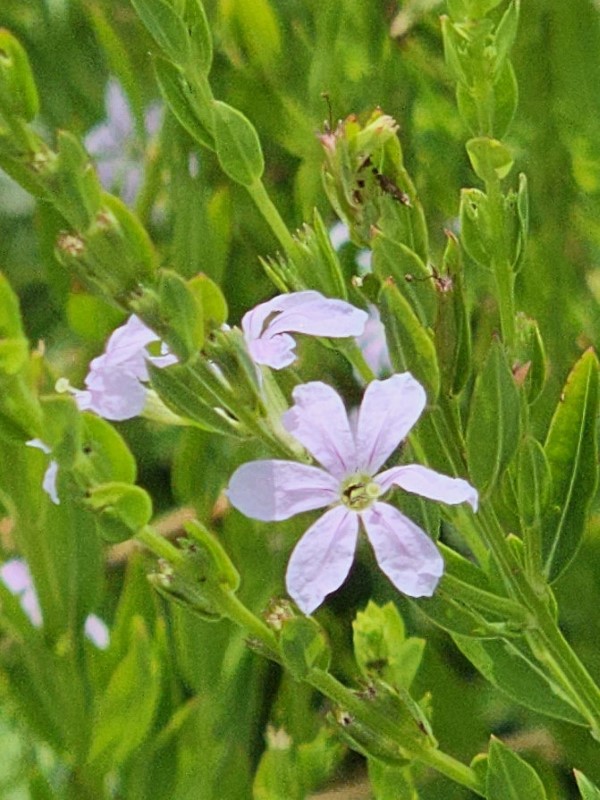 Winged Lythrum, Winged Loosestrife