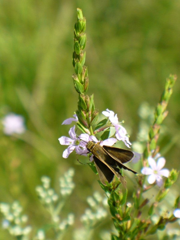 Winged Lythrum, Winged Loosestrife