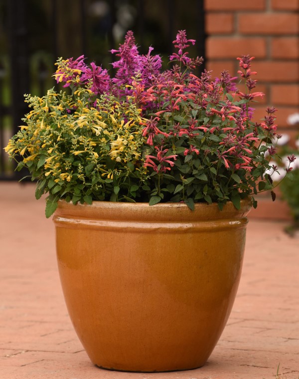 Summerlong™ Lilac Hummingbird Mint, Agastache, Giant Hyssop