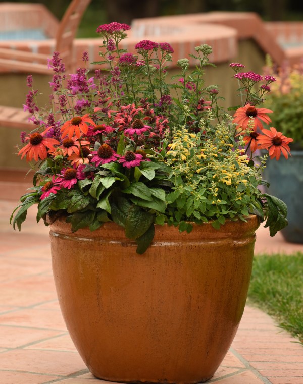 Summerlong™ Lilac Hummingbird Mint, Agastache, Giant Hyssop
