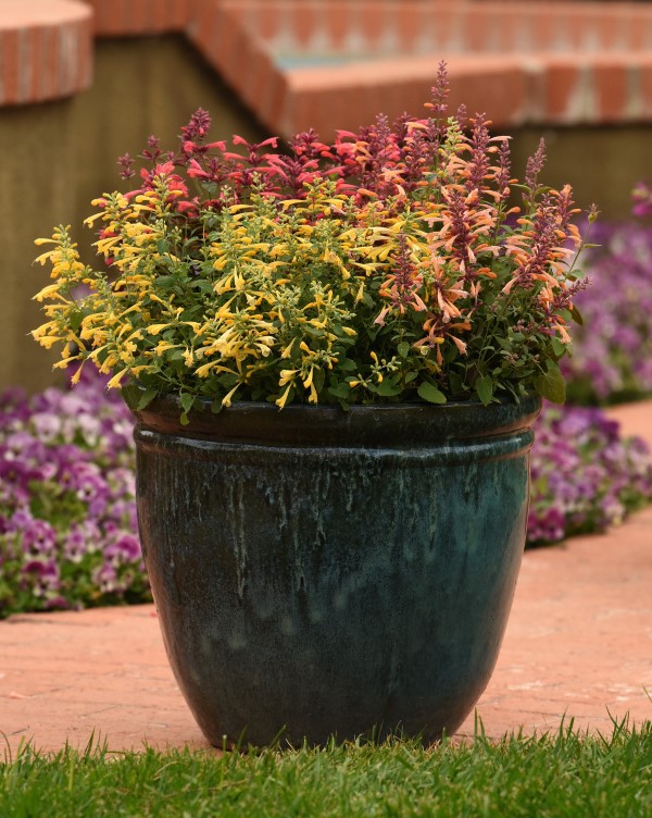 Summerlong™ Lilac Hummingbird Mint, Agastache, Giant Hyssop