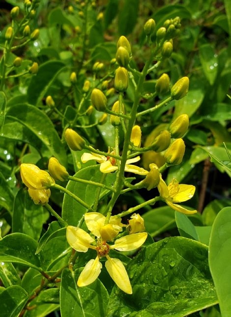 Maiden's Jealousy, Showers of Gold Climber, Australian Gold Vine, Vining Galphimia, San Xing Guo
