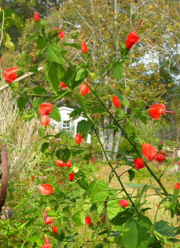 Big Momma Turk's Cap