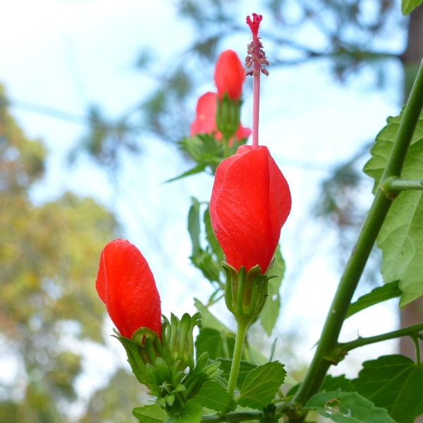 Big Momma Turk's Cap