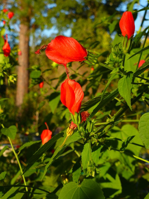Big Momma Turk's Cap