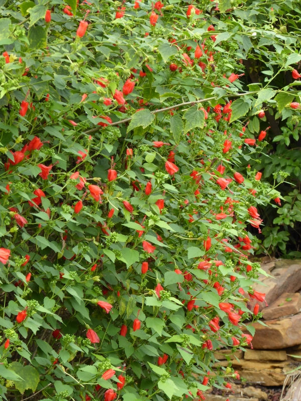 Big Momma Turk's Cap