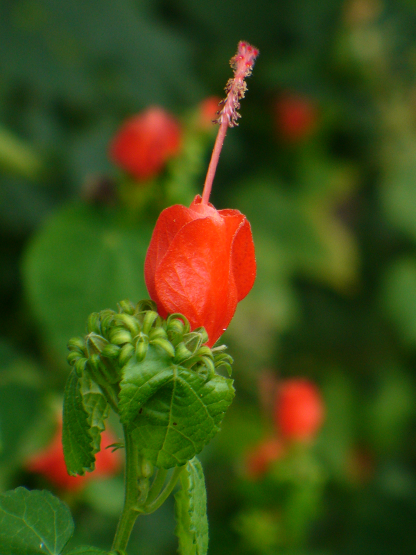 Red Turk's Cap, Turk's Turban, Malvaviscus, Ladies' Eardrops, Scotchman's Purse, Wild Fuchsia