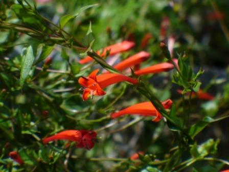 Firecracker Vine - Hummingbird Plants - Almost Eden