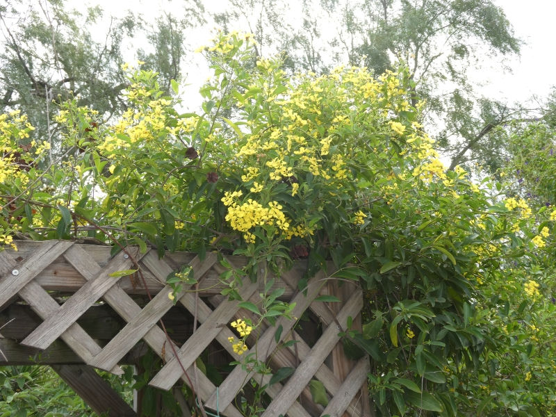 Yellow Butterfly Vine, Yellow Orchid Vine, Mascagnia, Butterfly Pea Vine, Gallinita