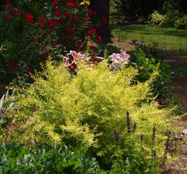 Ogon Thunberg S Spirea Japanese Spirea Shrubs Trees All Almost Eden