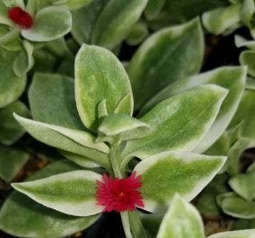 Mezoo Variegated Ice Plant, Baby Sunrose, Aptenia, Variegated Red Apple Heartleaf Ice Plant