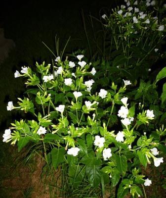 White Four O Clock Marvel Of Peru Beauty Of The Night Fragrant Plants Almost Eden