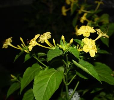 Yellow Four O'Clock, Marvel of Peru, Beauty of the Night