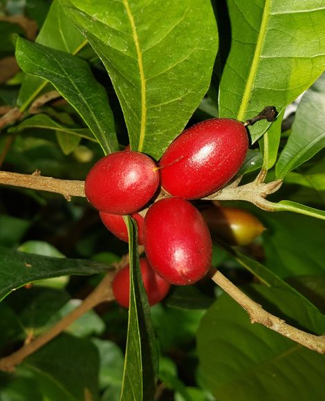 Miracle Fruit, Miracle Berry, Miraculous Berry, Sweet Berry, Agbayun, Taami, Asaa, Ledidi