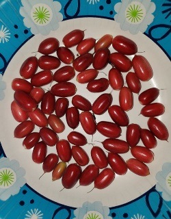 Miracle Fruit, Miracle Berry, Miraculous Berry, Sweet Berry, Agbayun, Taami, Asaa, Ledidi