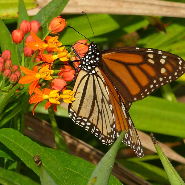 Monarch Promise Variegated Butterfly Weed, Mexican Butterflyweed, Milkweed