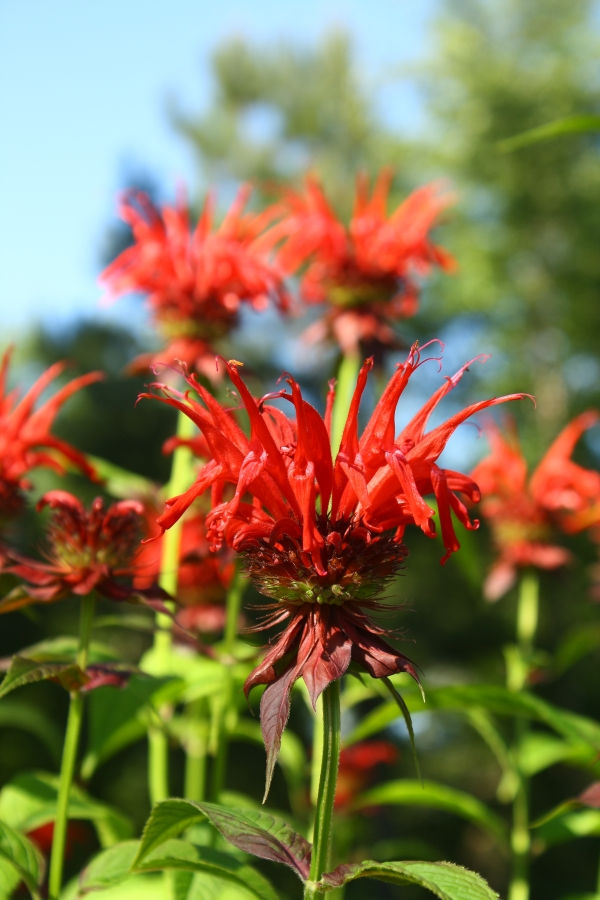 Jacob Cline Scarlet Bee Balm, Monarda, Oswego Tea, Bergamot