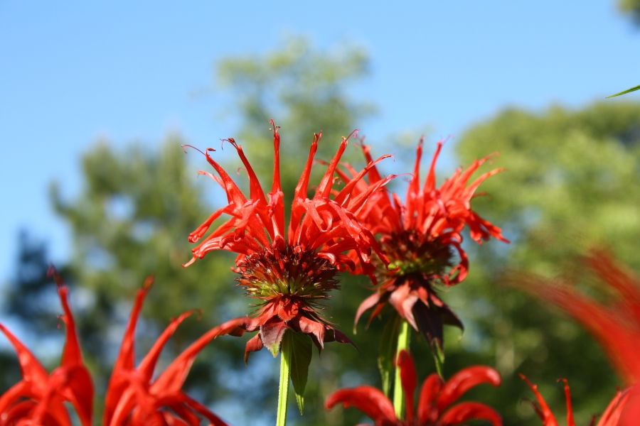 Jacob Cline Scarlet Bee Balm, Monarda, Oswego Tea, Bergamot