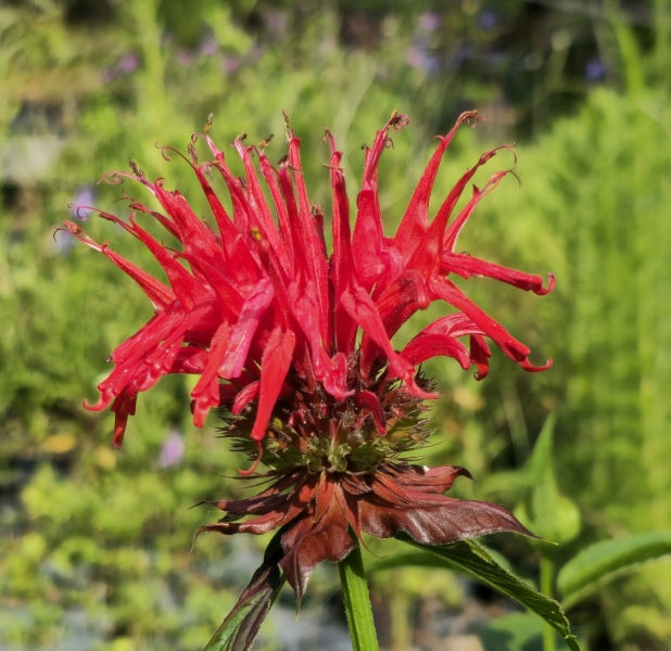 Jacob Cline Scarlet Bee Balm, Monarda, Oswego Tea, Bergamot